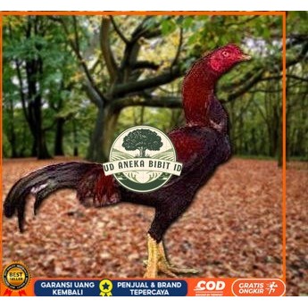

Telur Ayam Pakhoy Full Brakot Ori Siap Di Tetaskan Jaminan Super Oiginal Bergaransi UD ANEKA BIBIT ID