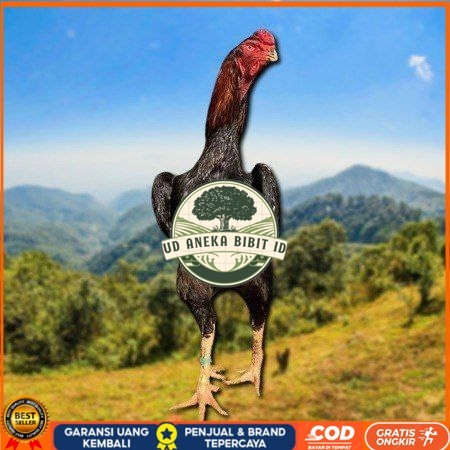 

telur ayam shamo eropa ori petarung bisa untuk di tetaskan UD ANEKA BIBIT ID