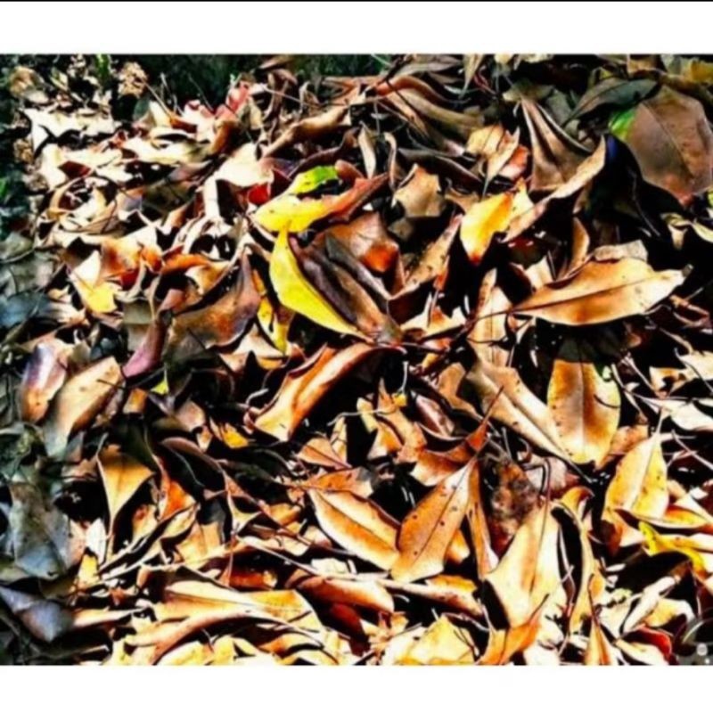 

cod daun cengkeh kering/500g