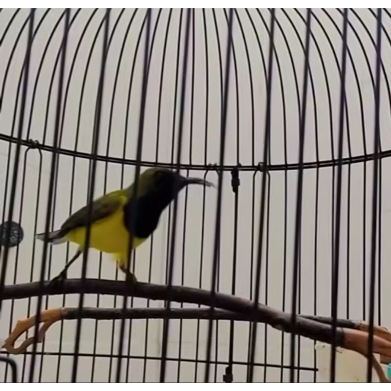 SOGON RIWIKAN JANTAN MULUS