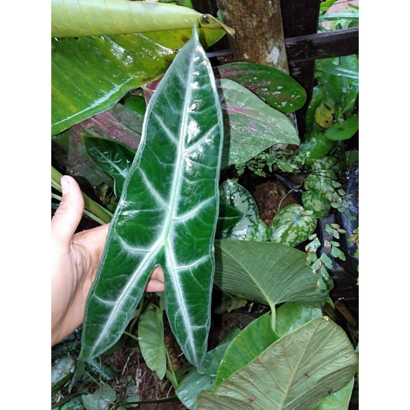 Cod Tanaman hias keladi kuping kelinci / alocasia longiloba magnifika .