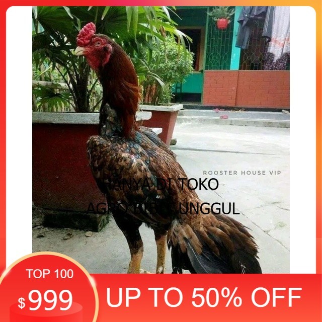 

telur tetas ayam aseel original berkualitas agro.bibit.unggul