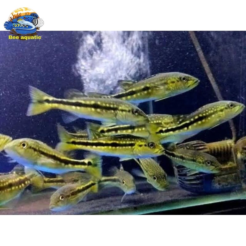 Pbass pinima good Marking Size 7-9 cm realsize bergaransi COD pbass orinoco pbass mono