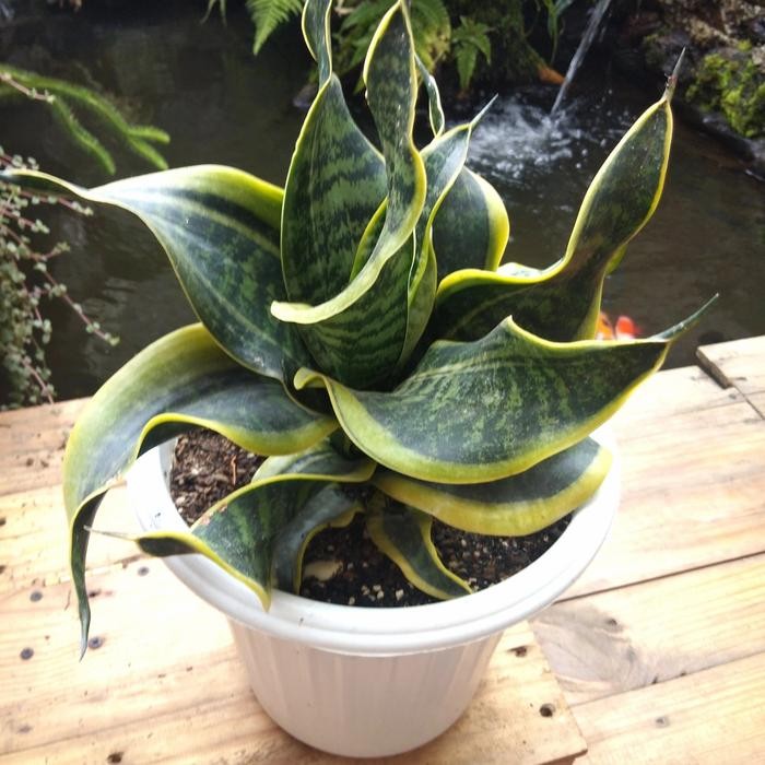 lidah mertua sansivera twister