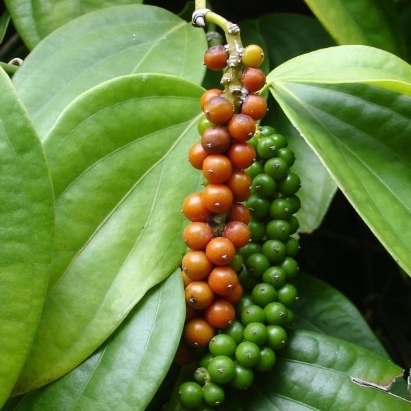 

Tanaman Merica / Lada (Bumbu Masak) / Piper Nigrum