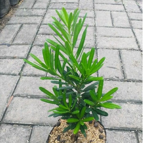 Tanaman Hias Lohansung Kapsul