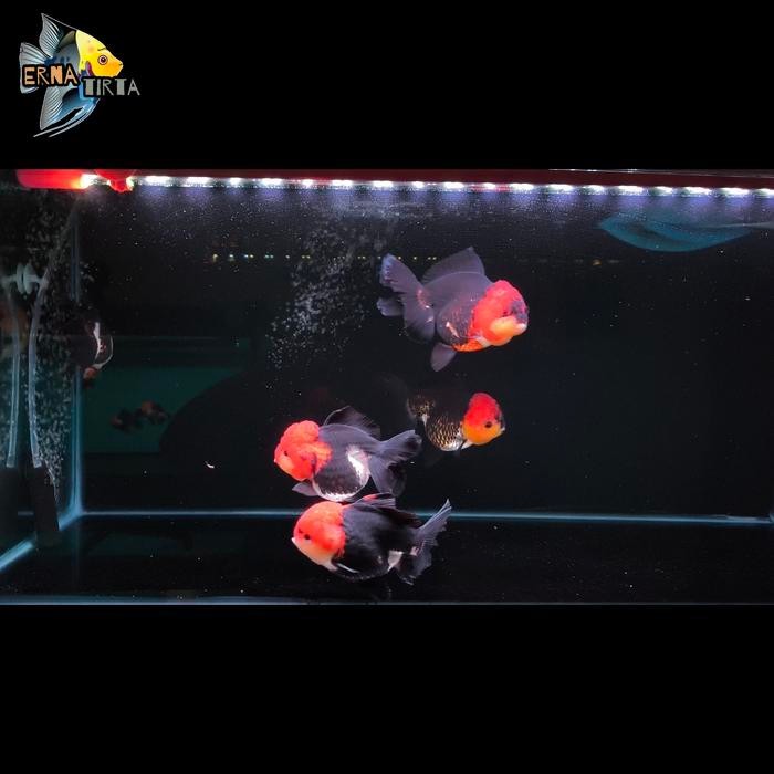 Ikan Mas Koki Oranda Short Tail Black Tancho & Panda Size  10-12 cm