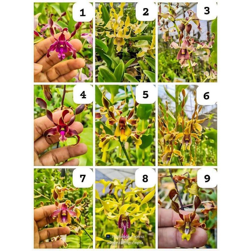 (BISA COD) Bunga Hias Anggrek Dendrobium Melintir Size Dewasa / Tanaman Hidup Anggrek Dendrobium Tan