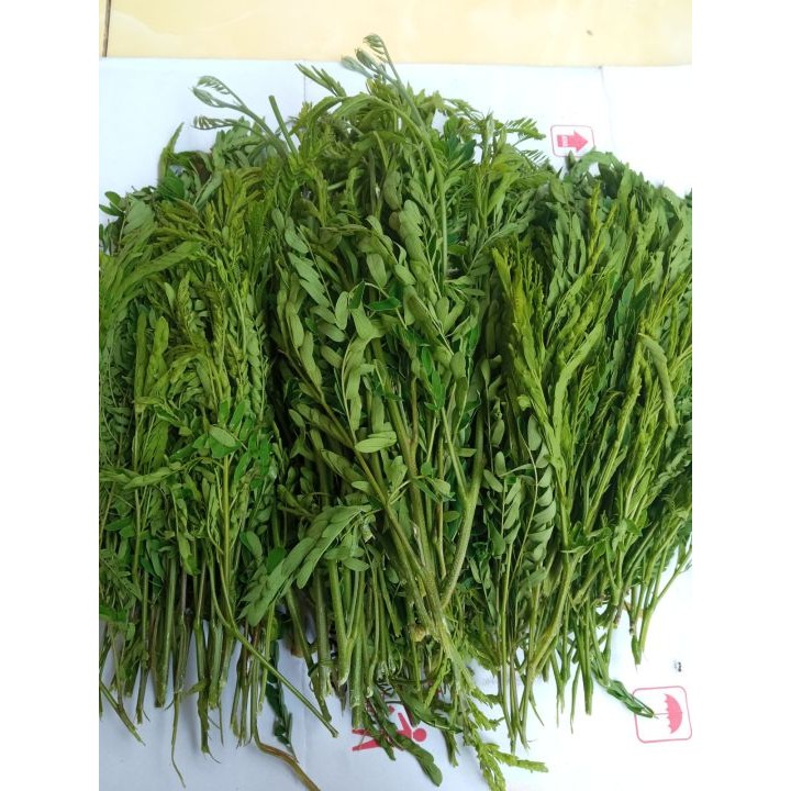 

DAUN PETE CINA/DAUN LAMTORO KELANDINGAN SEGAR MURAH DI PETIK LANGSUNG SAAT ORDERAN MASUK