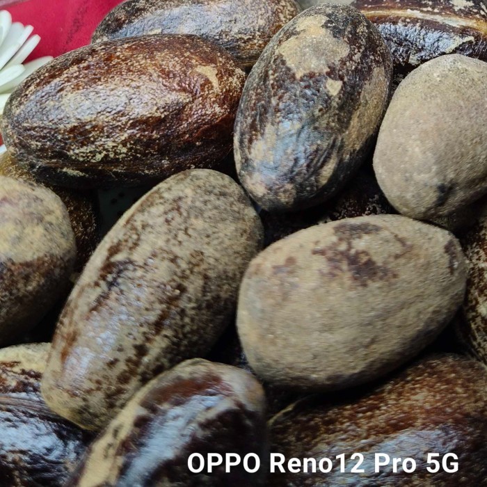 

Buah Pala Kering 100 Gram Food Grade Tanaman Herbal Organik Asli Bumi Indonesia