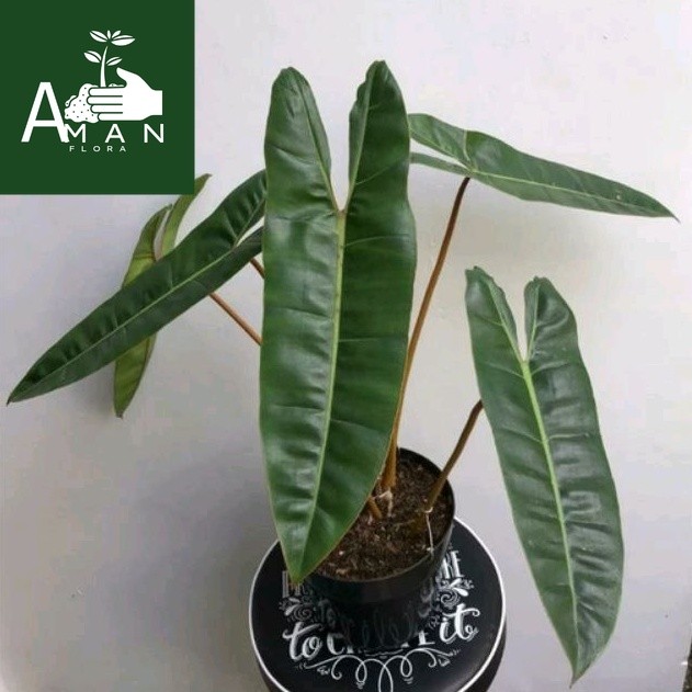 # ( BISA COD ) Philodendron Billitiae Kabel Busi Stang Oren / Tanaman Hias Philodendroon Kabel Busi 