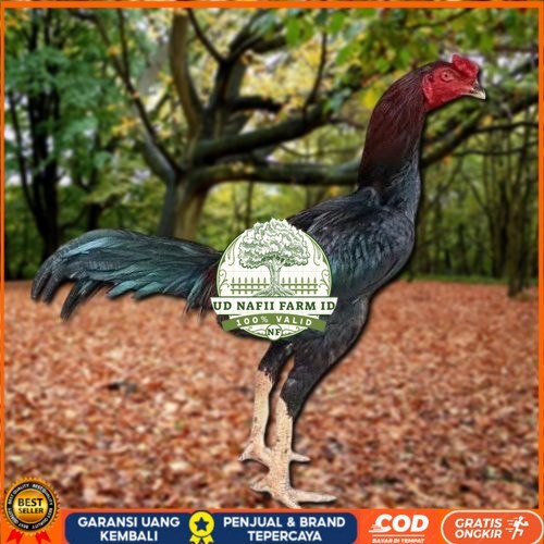 

Telur Ayam Pakhoy Vertil Siap Di Tetaskan Jaminan Super Oiginal Bergaransi UD NAFII FARM ID