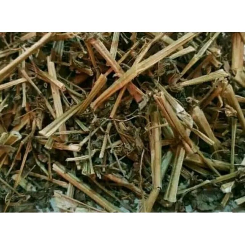 

daun batang buah ciplukan kering,,