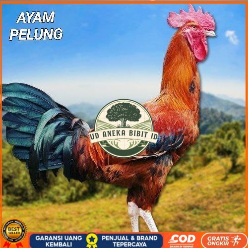 

telur ayam pelung jumbo super bisa untuk di tetaskan fertil UD ANEKA BIBIT ID