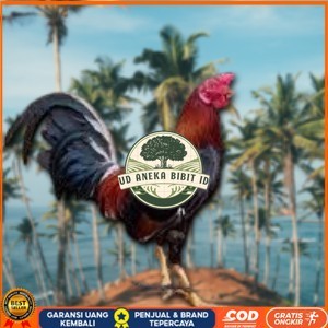 

telur ayam philipin asli AK47 bisa untuk di tetaskan jumbo UD ANEKA BIBIT ID