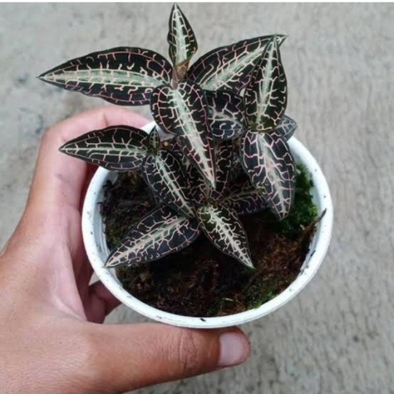 jawel orchid goodyera