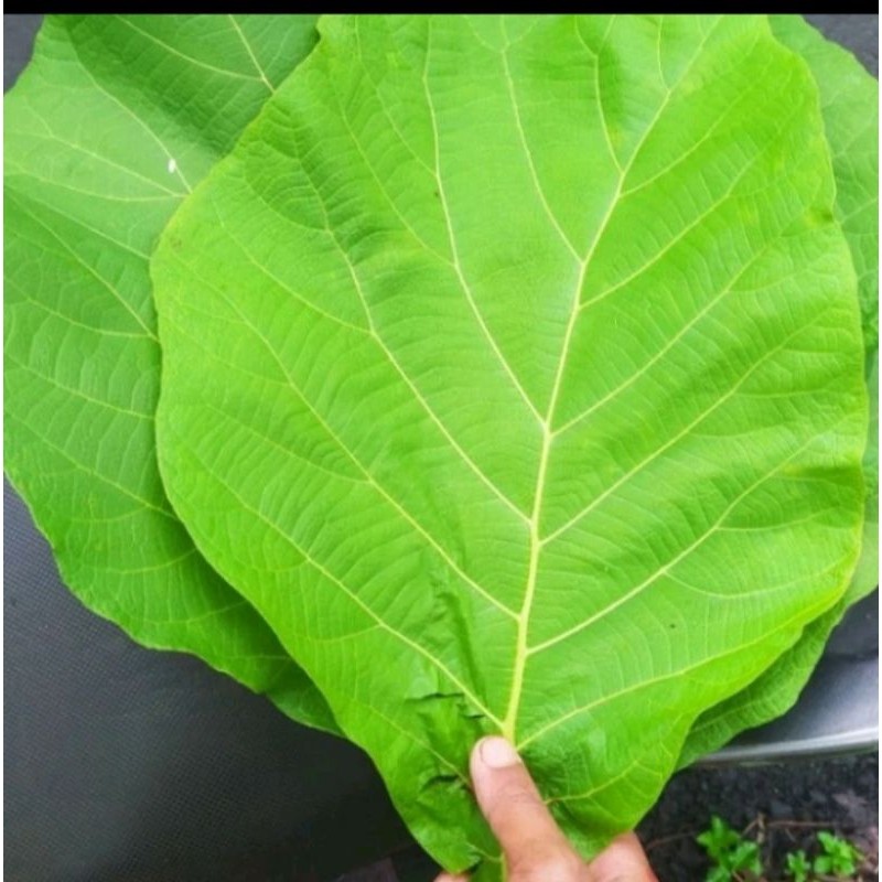 

daun jati fres untuk bungkus apa saja 1ikat 500g