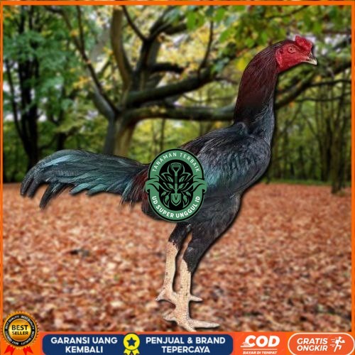 

Telur Ayam Pakhoy Vertil Siap Di Tetaskan Jaminan Super Oiginal Bergaransi UD_SUPER_UNGGUL_ID