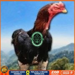

telur tetas ayam shamo siap di tetaskan vertil super garansi UD_SUPER_UNGGUL_ID