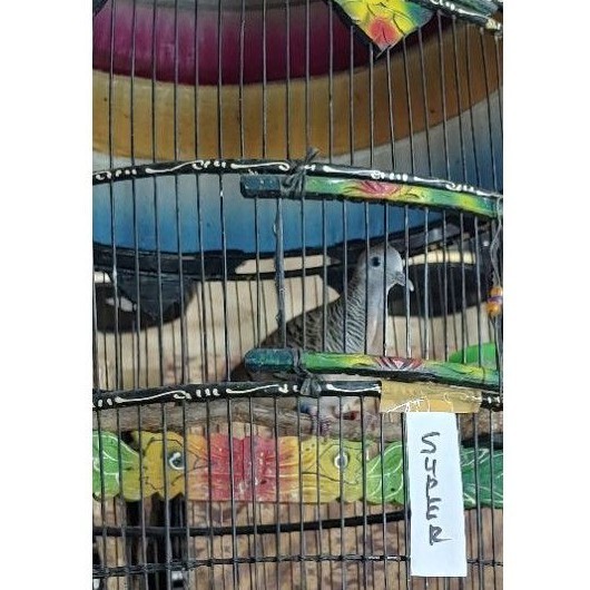 burung perkutut bangkok super (pilihan) 2 ring