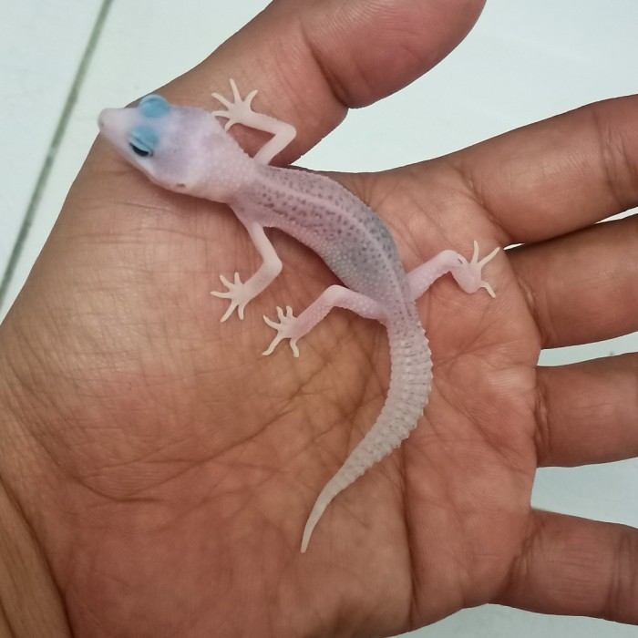 leopard gecko supersnow eclipse pied botak line super pied