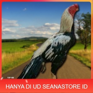 

telur ayam assel Parrot ori bisa untuk di tetaskan vertil UD SEANASTORE ID