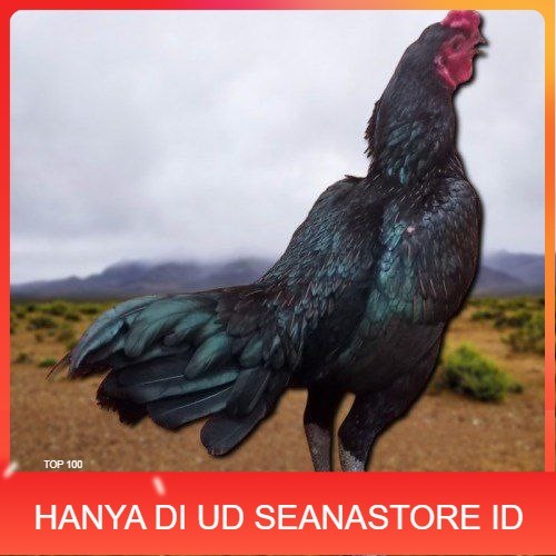 

3 BIJI TELUR PAMA PUKUL STROM promo keras berkualitas unggul UD SEANASTORE ID