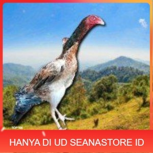 

telur ayam shamo eropa ori bisa untuk di tetaskan vertil super garansi UD SEANASTORE ID