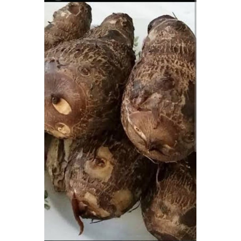 

Talas fresh 1 kg / Umbi Talas
