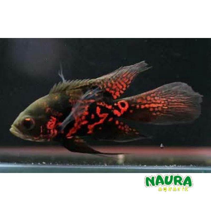 Ikan Hias Oscar Oskar Slayer 10-13 cm Ikan Hias Air Tawar Predator Aquarium Kolam
