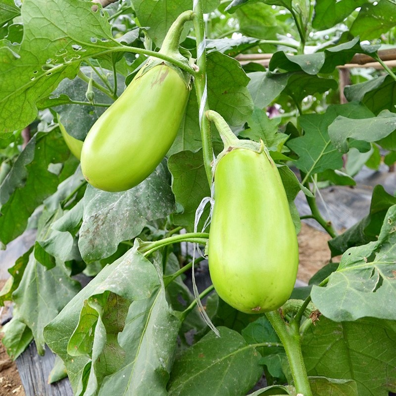 25 Biji - Benih Terong Pondoh RONGGO