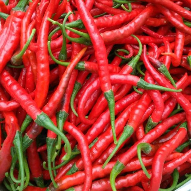 10 Biji - Benih Cabe Merah Keriting, Cabai keriting Tahan virus