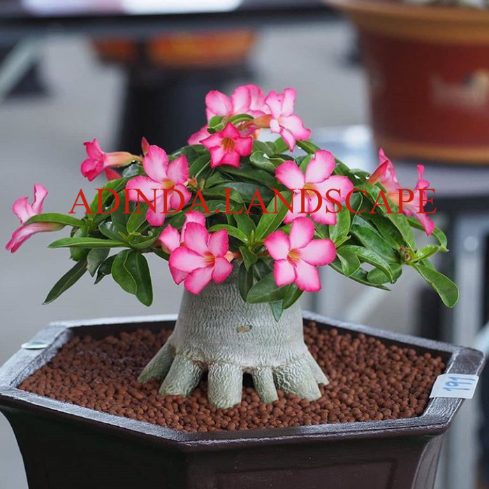 A.L bibit tanaman bunga adenium bonggol besar bahan bonsai kamboja jepang