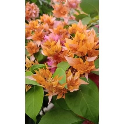 Bougenville Hawai Ori / Bunga Tumpuk  100 Garansi - Hawai Merah