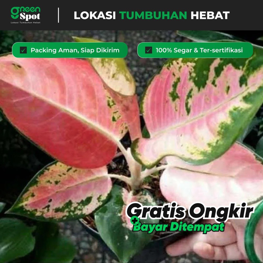 Aglonema Kochin Ebony