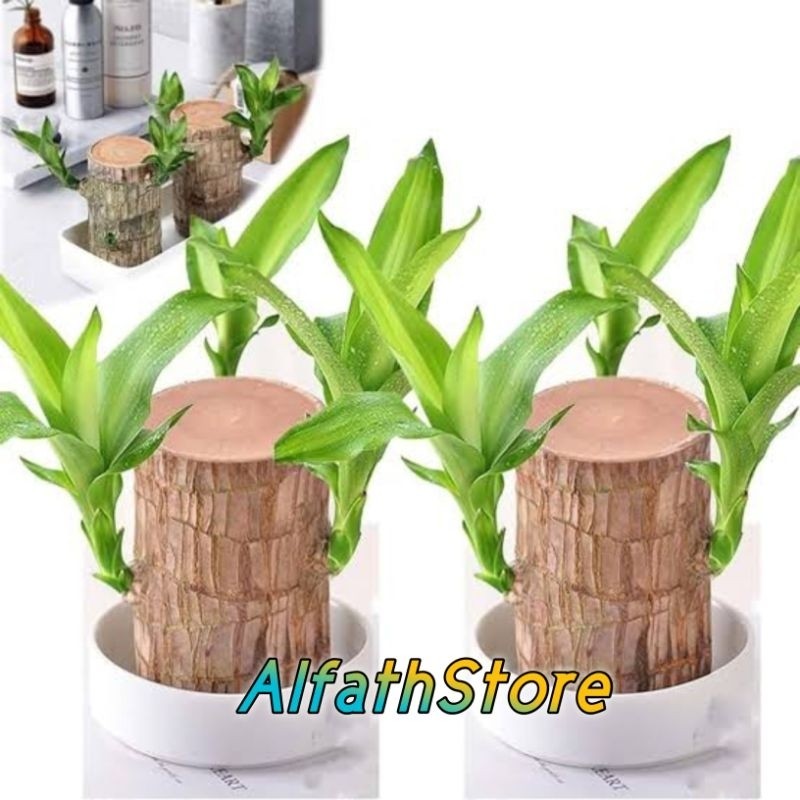 1 Paket ISI 5 Batang Bonsai Hanjuang