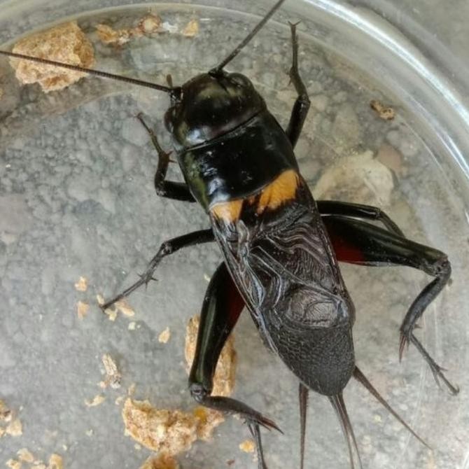 TERLARIS jangkrik aduan super besar - jangkrik aduan - jangkrik jarabang Selamat Berbelanja