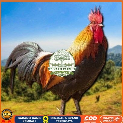 

telur tetas ayam shamo super UD NAFII FARM ID