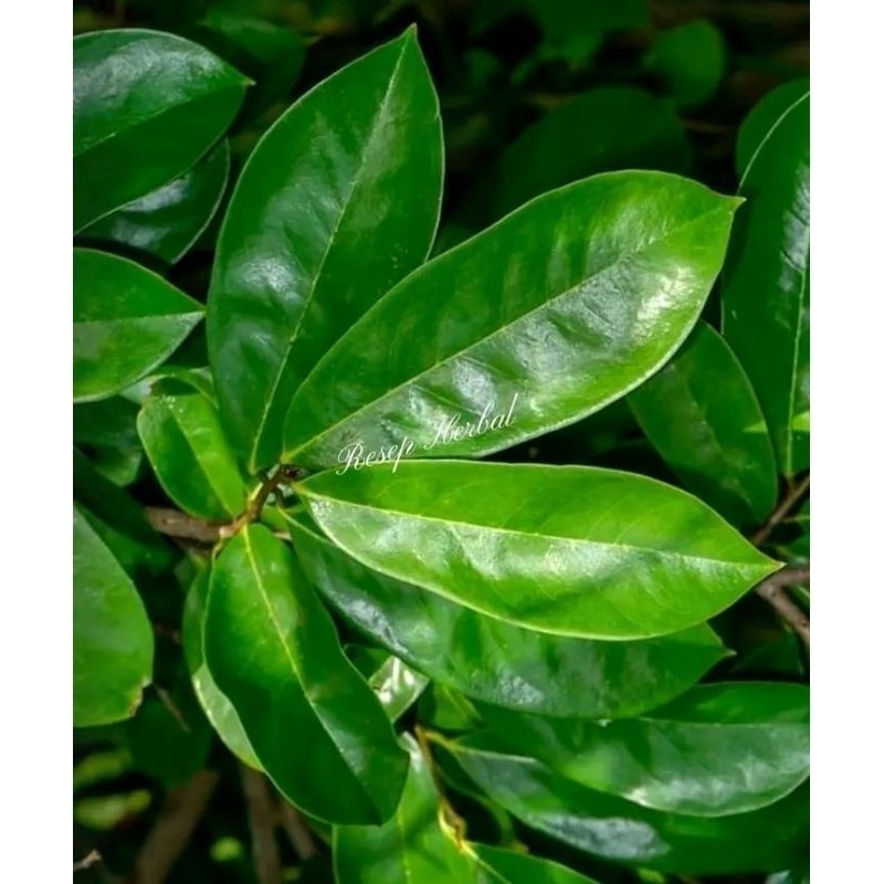 

New DAUN SIRSAK SEGAR 100 LEMBAR COD (Aqis Organik) (Aqis Organik)