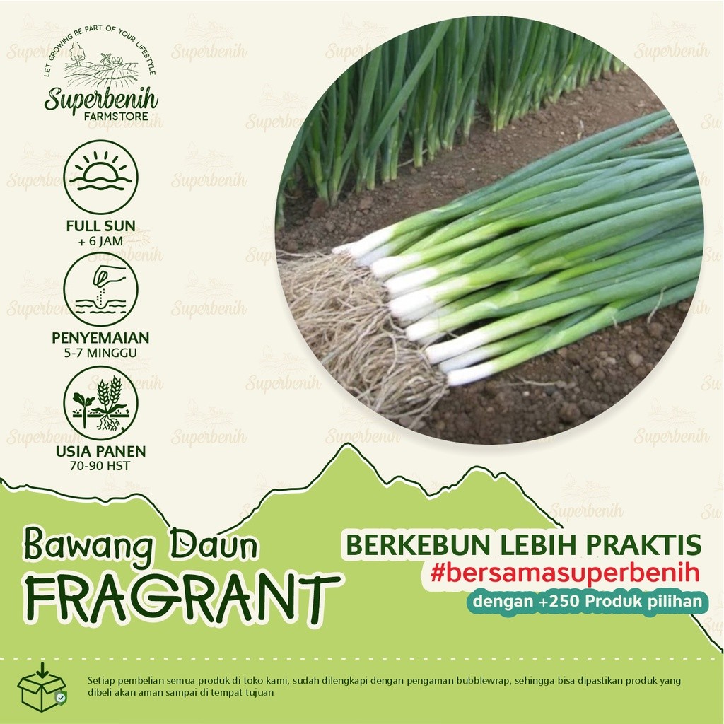 [Free gift]100 Biji - Benih Daun Bawang FRAGRANT dataran rendah