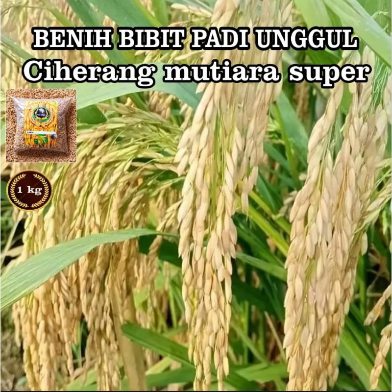 BENIH PADI CIHERANG MUTIARA KUALITAS SUPER UNGGUL KEMASAN 1KG