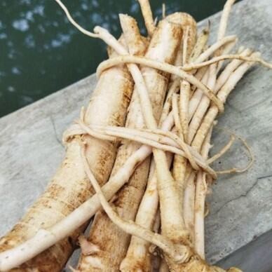 

akar pepaya segar 500 gram