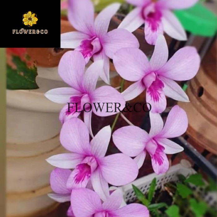 Tanaman hias anggrek dendrobium mentangai _ sp kalimantan