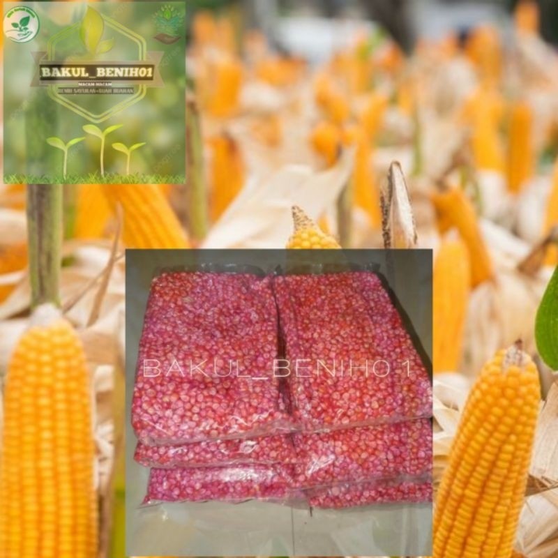 TERLARIS 1KG BENIH JAGUNG POLOSAN NK SUMO NK PERKASA NK ANDALAN BISI BETRAS SIAP TANAM BIBIT UNGGUL 