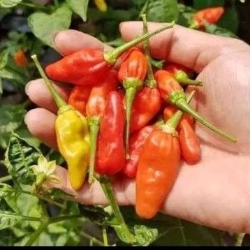 READY 500+++ BENIH CABAI RAWIT PRENTUL CABAI RAWIT DOMBA CABAI RAWIT SETAN BENIH UNGGUL%