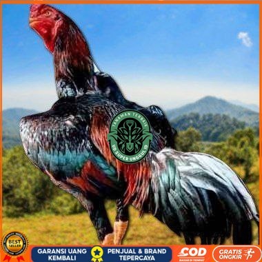 

telur ayam shamo fertil super garansi UD_SUPER_UNGGUL_ID