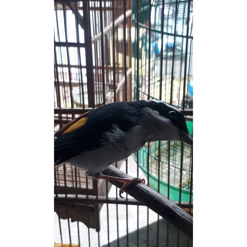 burung pentet kembang bahan rawatan