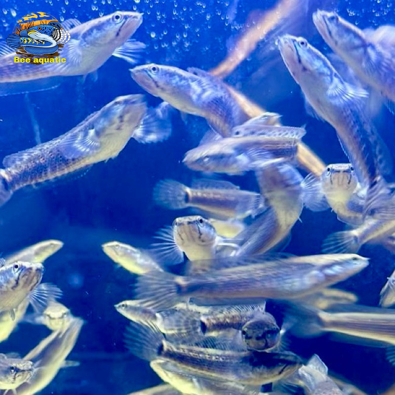 Pulchra blue 6-7 free pelet bergaransi