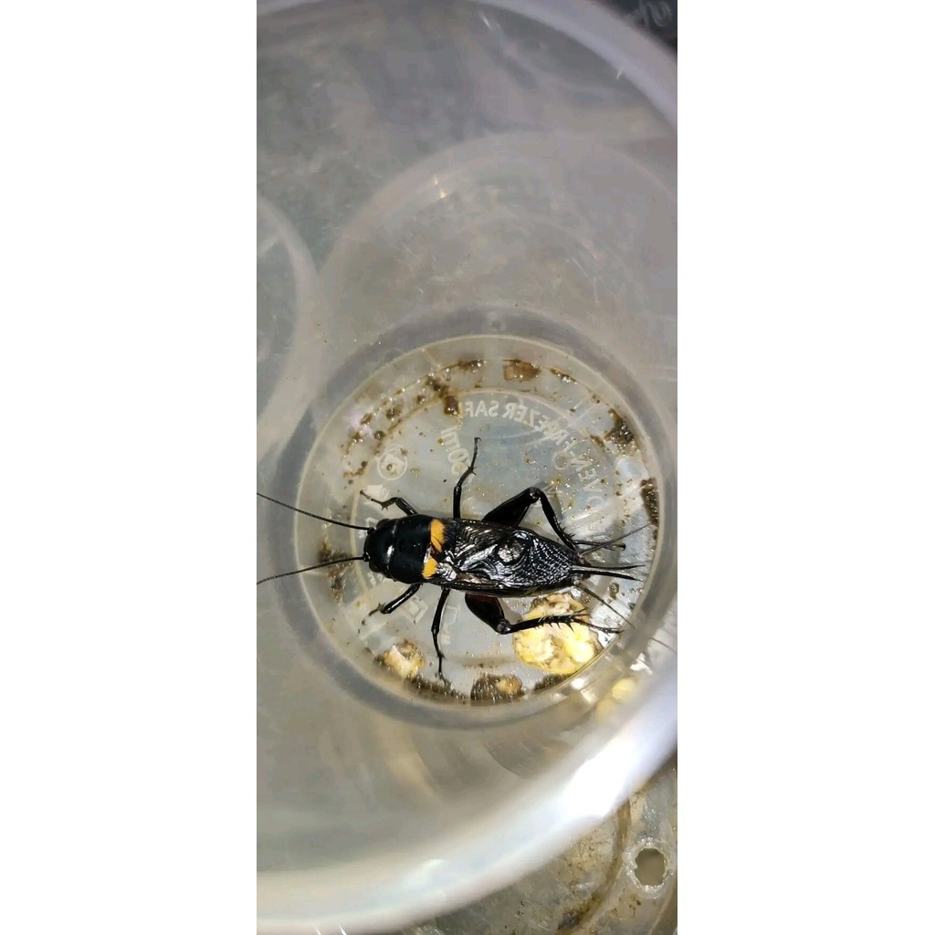 jangkrik aduan super Jangkrik Aduan / Jangkrik Hidup / Jangkrik Aduan Hidup / Kandang Jangkrik / Jan