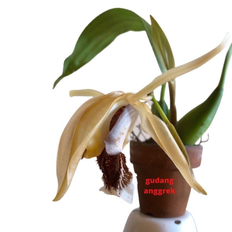 anggrek coelogyne speciosa dewasa